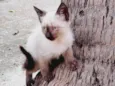 Ainda não tem, não é meu uma gata tv filhotes na minha churrasqueira a churrasqueira