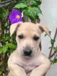 Cachorro raça SRD-ViraLata idade 2 a 6 meses nome Sem Nome 