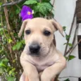 Cachorro raça SRD-ViraLata idade 2 a 6 meses nome Sem Nome 