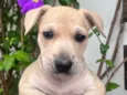 Cachorro raça SRD-ViraLata idade 2 a 6 meses nome Sem Nome 