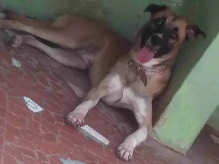 Cachorro ra a sem raça definida idade 7 a 11 meses nome Duke