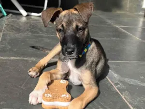 Cachorro raça SRD-ViraLata idade 2 a 6 meses nome Maricota