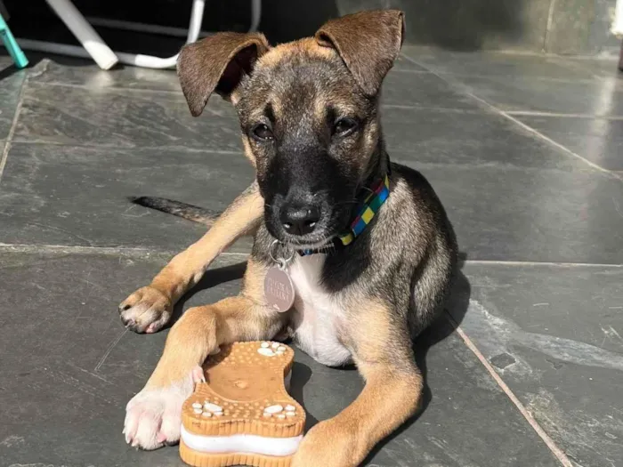 Cachorro ra a SRD-ViraLata idade 2 a 6 meses nome Maricota