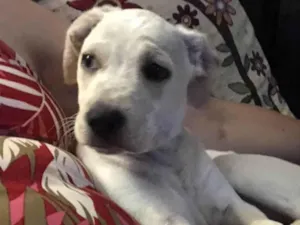 Cachorro raça SRD-ViraLata idade 2 a 6 meses nome Sem Nome 
