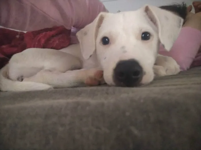 Cachorro ra a SRD-ViraLata idade 2 a 6 meses nome Britany