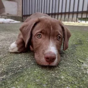 Cachorro ra a SRD idade 2 a 6 meses nome Adolfo