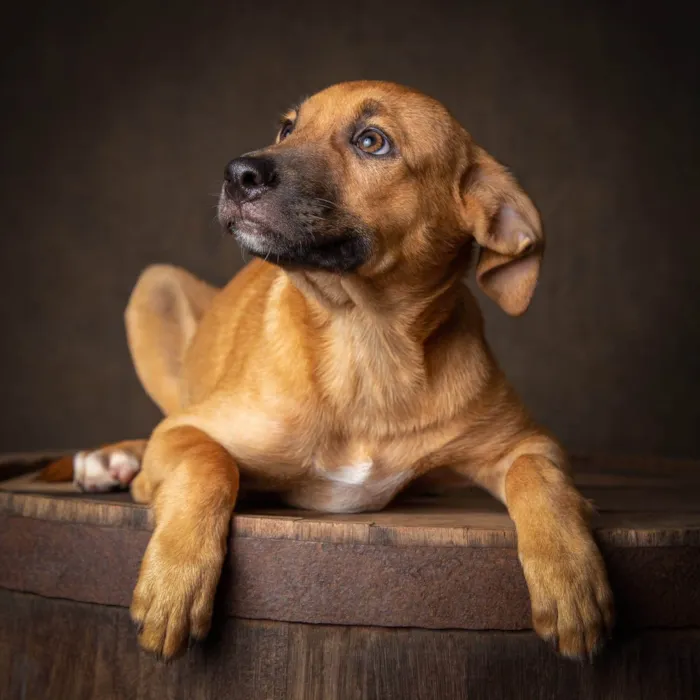 Cachorro ra a SRD-ViraLata idade 1 ano nome Amendoim 