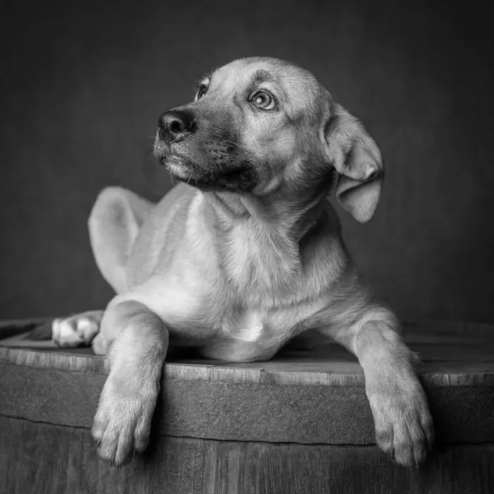 Cachorro ra a SRD-ViraLata idade 1 ano nome Amendoim 