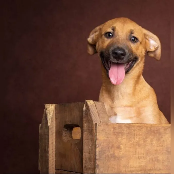 Cachorro ra a SRD-ViraLata idade 1 ano nome Amendoim 