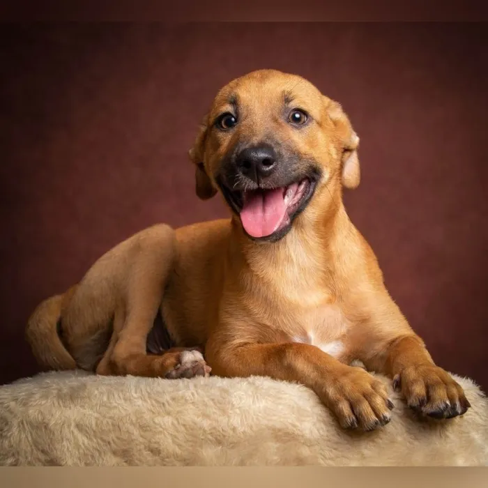 Cachorro ra a SRD-ViraLata idade 1 ano nome Amendoim 