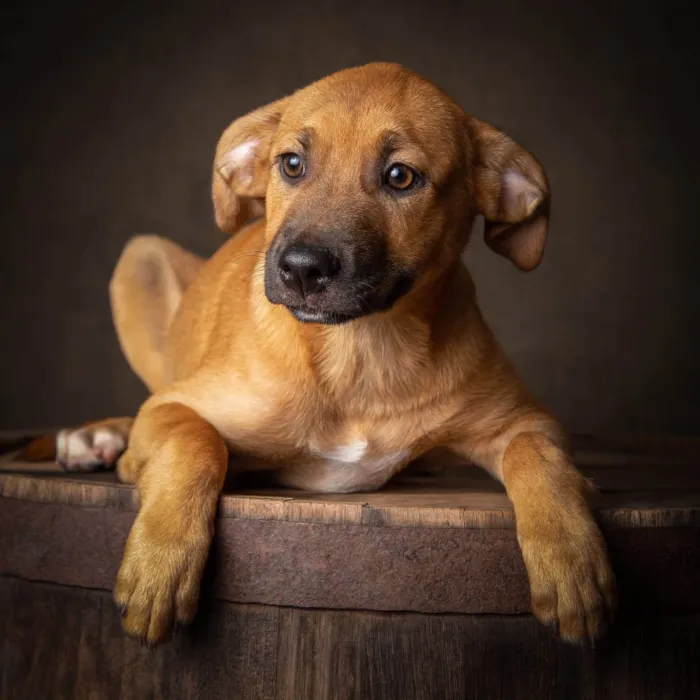 Cachorro ra a SRD-ViraLata idade 1 ano nome Amendoim 
