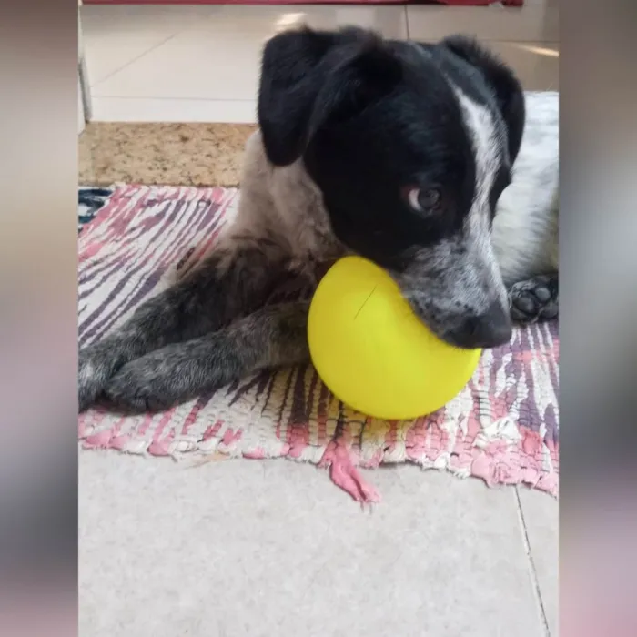 Cachorro ra a SRD-ViraLata idade 7 a 11 meses nome Dandara 