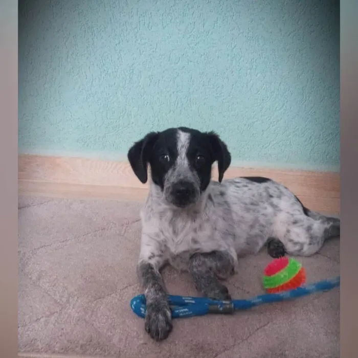 Cachorro ra a SRD-ViraLata idade 7 a 11 meses nome Dandara 