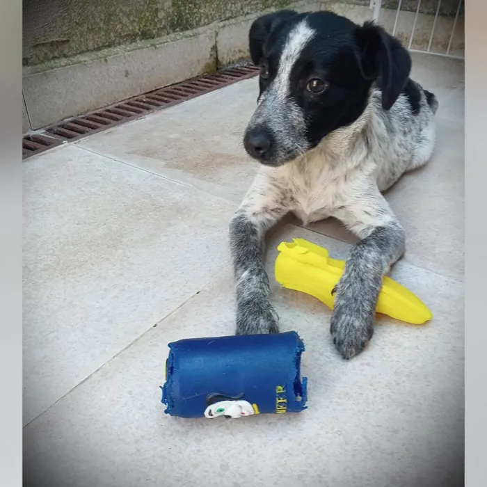 Cachorro ra a SRD-ViraLata idade 7 a 11 meses nome Dandara 