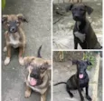 4 cachorras