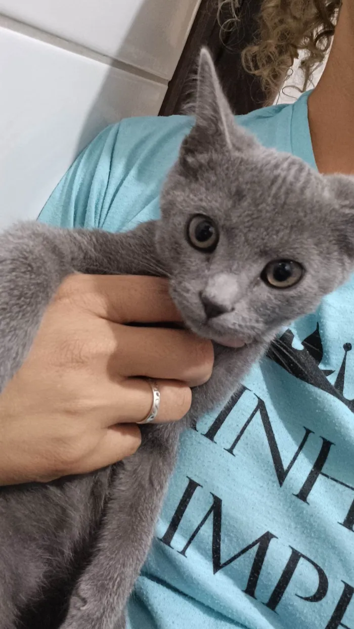 Gato ra a SRD-ViraLata idade 2 a 6 meses nome Sem nome