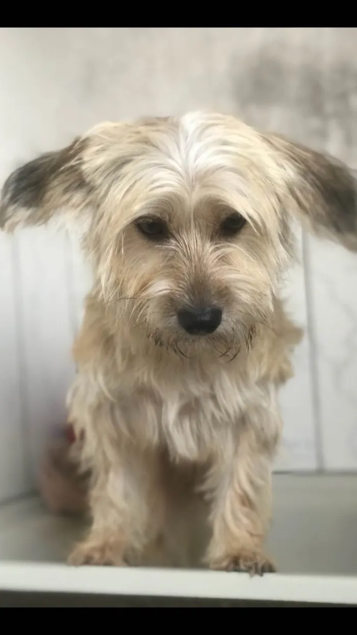 Cachorro ra a Terrier mestiço com yorkishaire idade 2 anos nome Luna