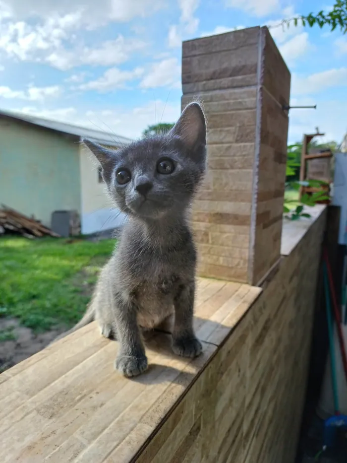 Gato ra a SRD-ViraLata idade 2 a 6 meses nome Sem nome