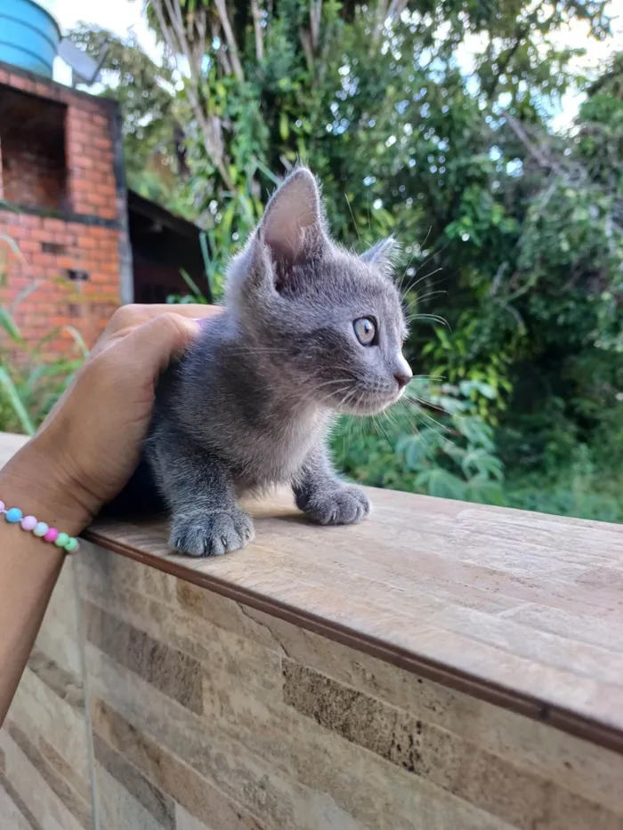 Gato ra a SRD-ViraLata idade 2 a 6 meses nome Sem nome