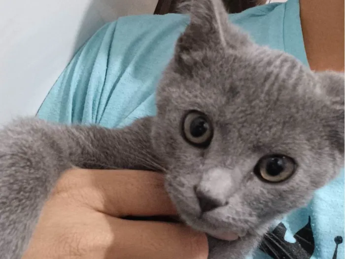Gato ra a SRD-ViraLata idade 2 a 6 meses nome Sem nome