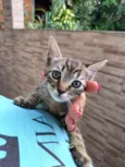 Mel