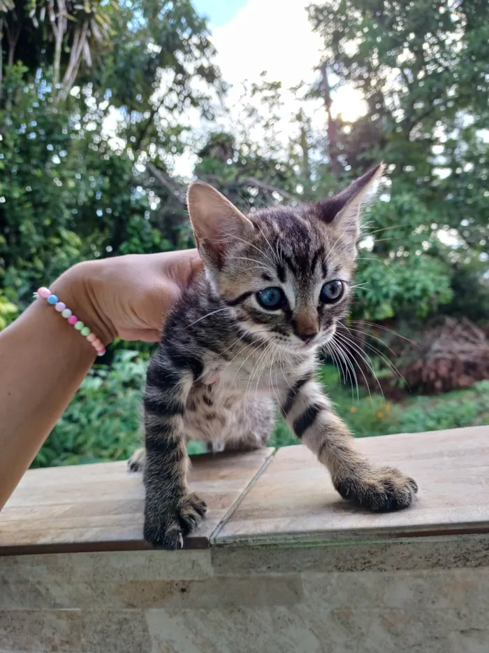 Gato ra a SRD-ViraLata idade 2 a 6 meses nome Mel