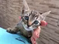 Mel