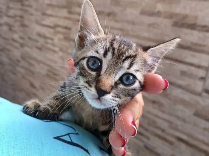 Gato ra a SRD-ViraLata idade 2 a 6 meses nome Mel