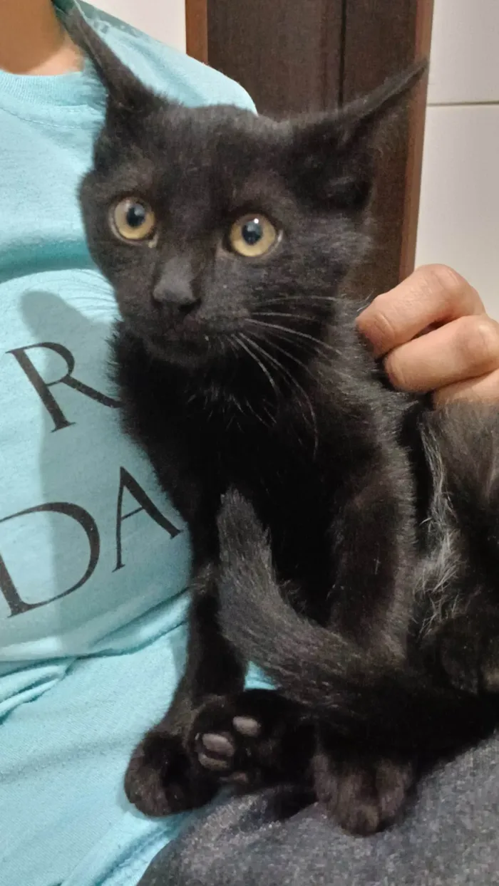 Gato ra a SRD-ViraLata idade 2 a 6 meses nome Lua 