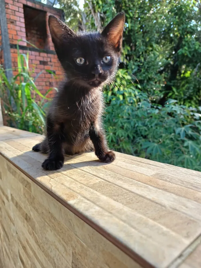 Gato ra a SRD-ViraLata idade 2 a 6 meses nome Lua 