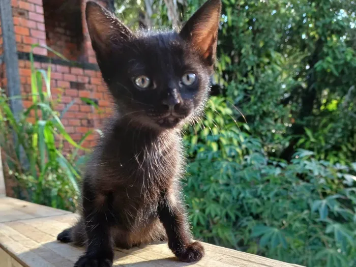 Gato ra a SRD-ViraLata idade 2 a 6 meses nome Lua 