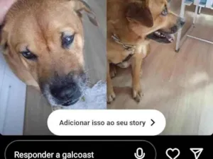 Cachorro raça Chow Chow idade 2 anos nome nao tem 