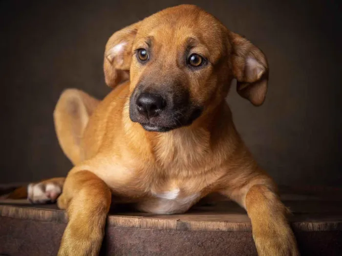 Cachorro ra a SRD-ViraLata idade 1 ano nome Amendoim 