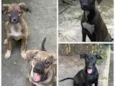 4 cachorras