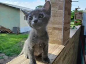 Gato raça SRD-ViraLata idade 2 a 6 meses nome Sem nome