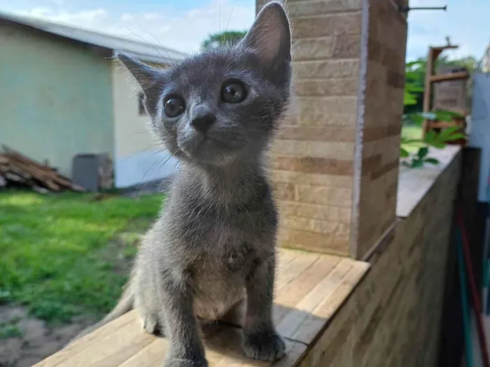 Gato ra a SRD-ViraLata idade 2 a 6 meses nome Sem nome