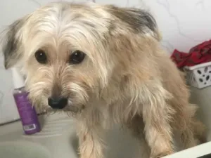 Cachorro raça Terrier mestiço com yorkishaire idade 2 anos nome Luna