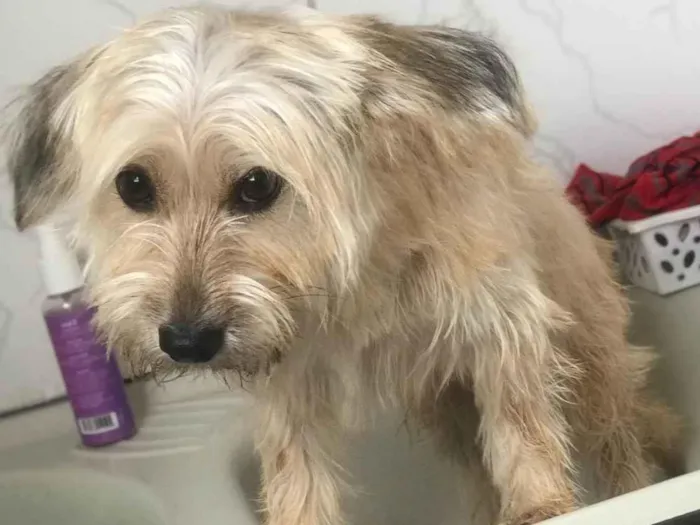 Cachorro ra a Terrier mestiço com yorkishaire idade 2 anos nome Luna