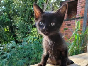 Gato raça SRD-ViraLata idade 2 a 6 meses nome Lua 