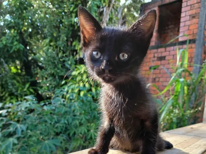 Gato ra a SRD-ViraLata idade 2 a 6 meses nome Lua 