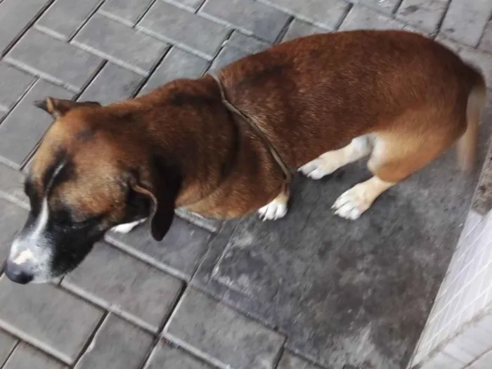 Cachorro ra a Viralatas idade 6 ou mais anos nome Milicão