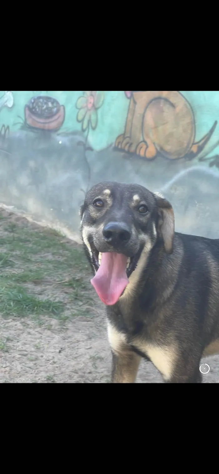 Cachorro ra a SRD-ViraLata idade 1 ano nome Lobinho