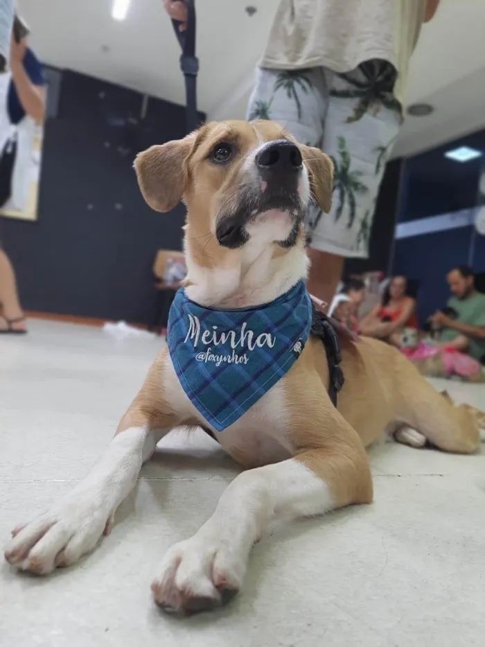 Cachorro ra a SRD-ViraLata idade 1 ano nome Meinha