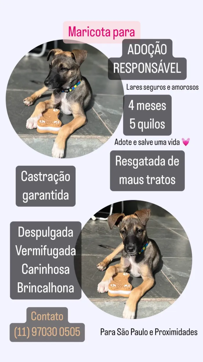 Cachorro ra a SRD-ViraLata idade 2 a 6 meses nome Maricota