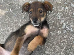 Cachorro raça SRD-ViraLata idade 2 a 6 meses nome Apolo 