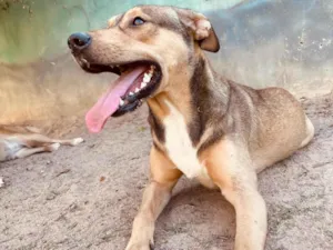 Cachorro raça SRD-ViraLata idade 1 ano nome Ruguinha