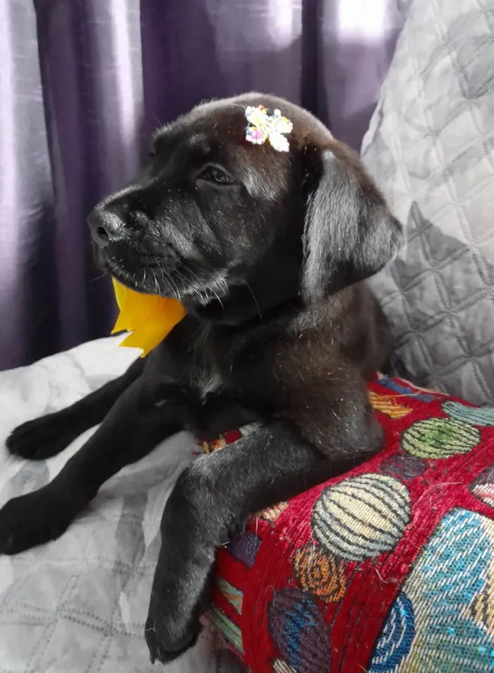 Cachorro ra a SRD-ViraLata idade 2 a 6 meses nome Kiara