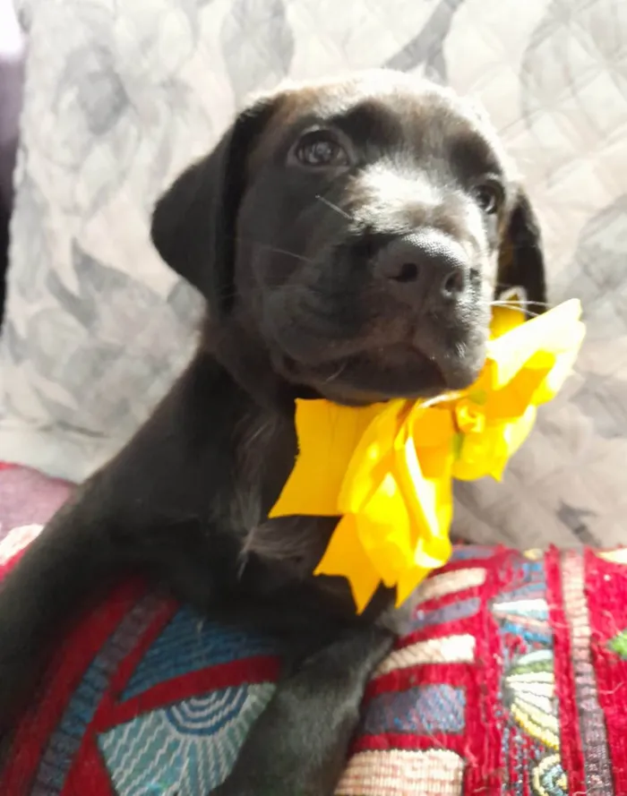 Cachorro ra a SRD-ViraLata idade 2 a 6 meses nome Kiara
