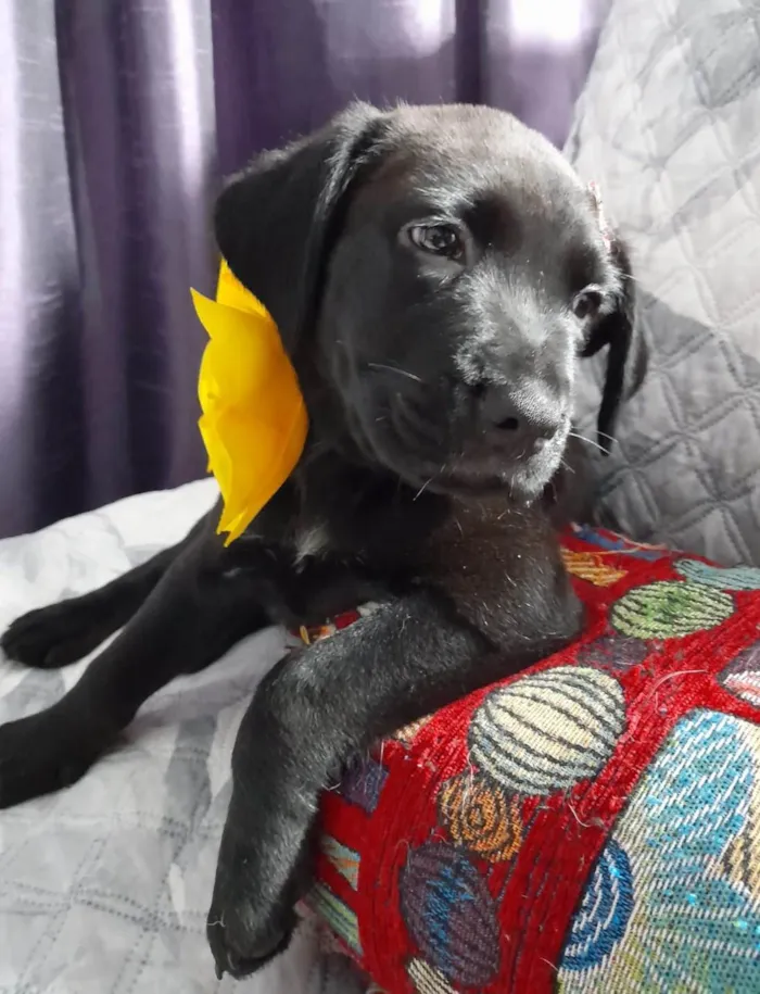 Cachorro ra a SRD-ViraLata idade 2 a 6 meses nome Kiara