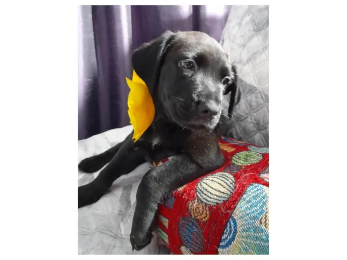 Cachorro ra a SRD-ViraLata idade 2 a 6 meses nome Kiara